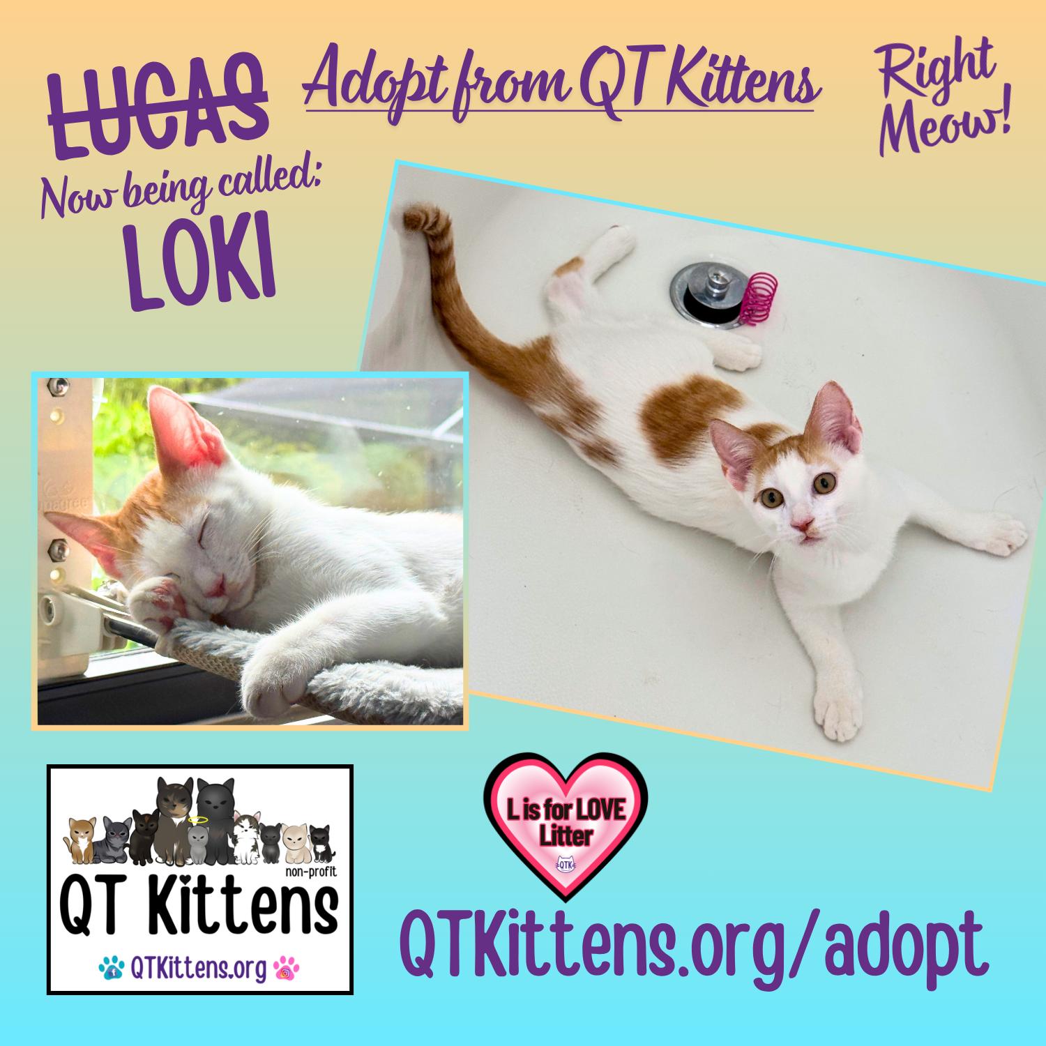 Loki (Lucas), Adoptable, Kitten Male Domestic Short Hair.