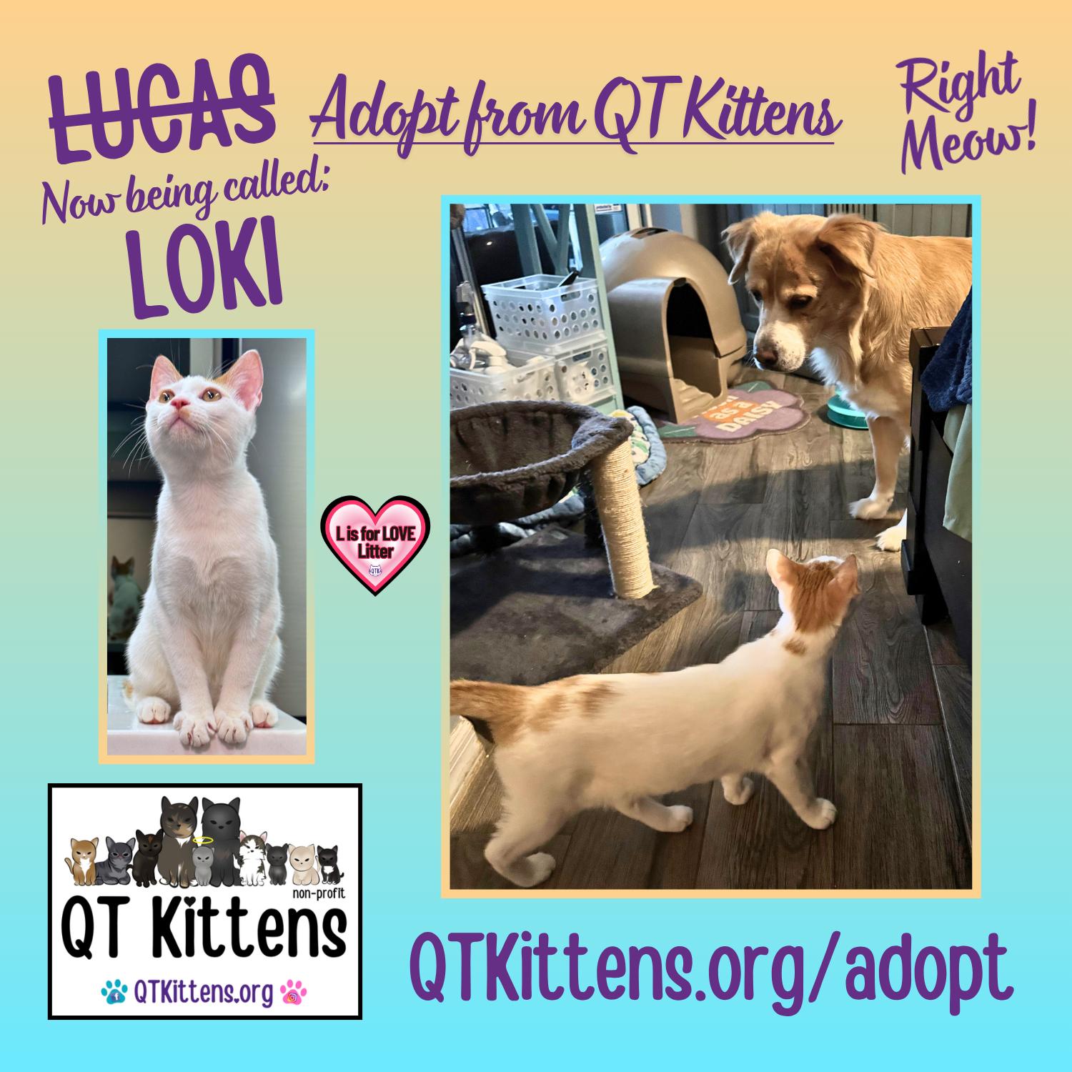 Loki (Lucas), a Adoptable Domestic Short Hair in Naples, FL image 3/3