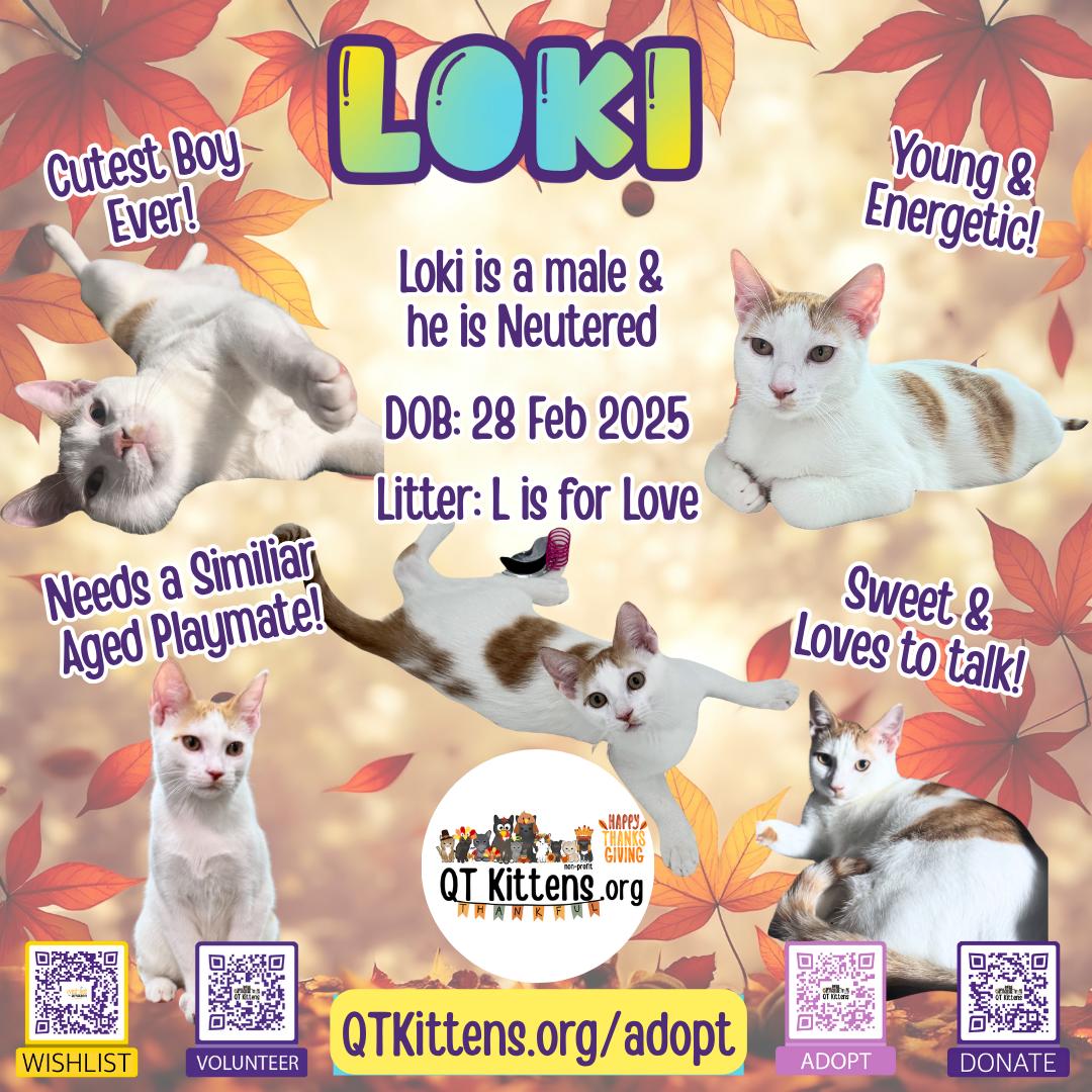 Loki (Lucas), a Adoptable Domestic Short Hair in Naples, FL image 3/3