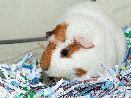 Marty, Adoptable, Young Male Guinea Pig & Guinea Pig.