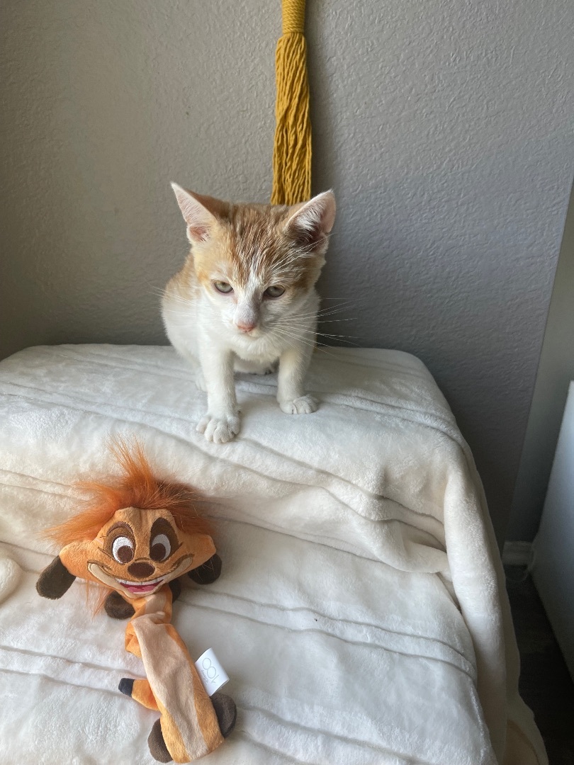 Timon (Female ?), Adopted, Kitten Female Domestic Short Hair.