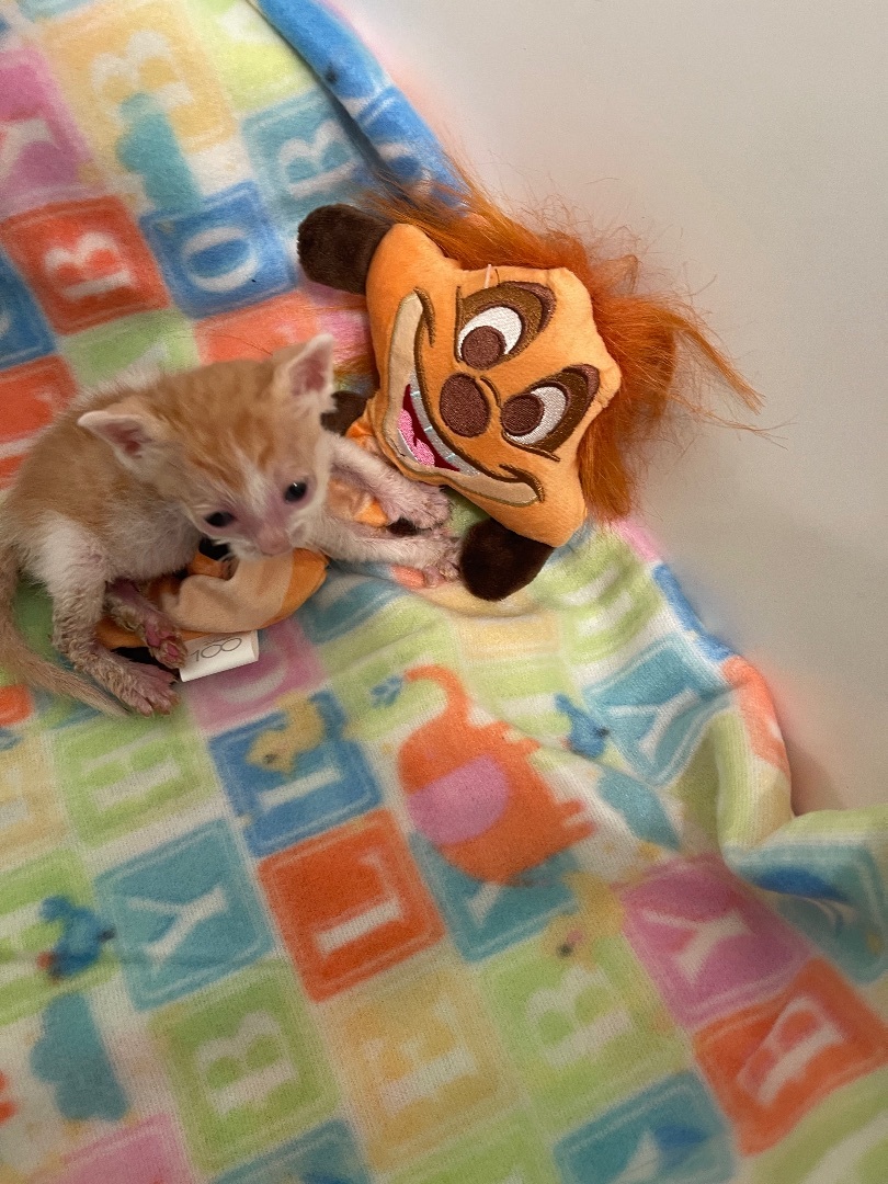 Enlarge Timon (Female ?), a Adopted mixed breed in Elk Grove, CA image 2/10