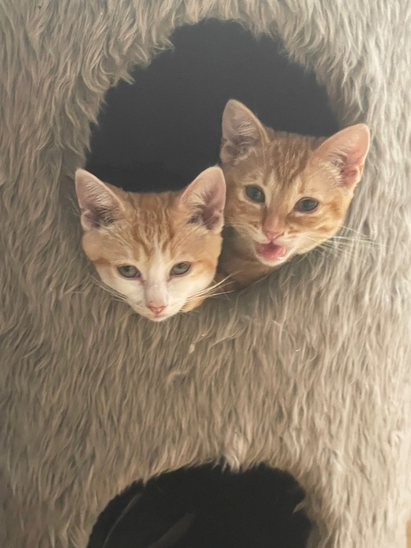 Timon (Female ?), Adopted, Kitten Female Domestic Short Hair.