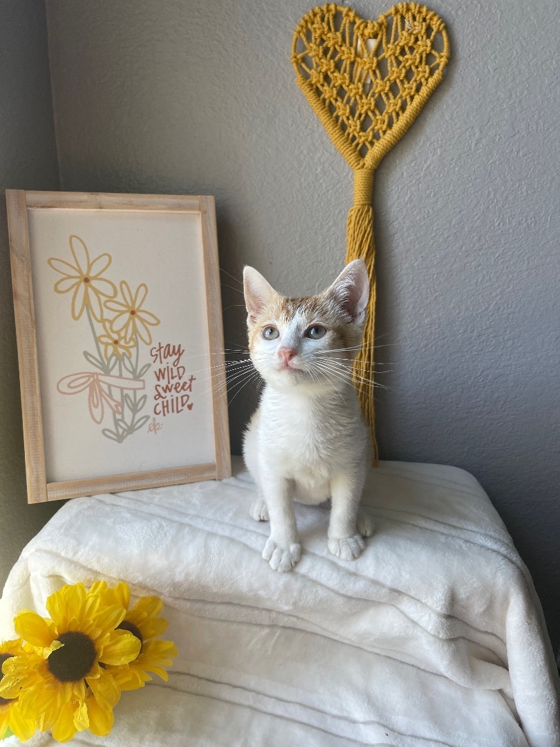 Enlarge Timon (Female ?), a Adopted mixed breed in Elk Grove, CA image 4/10