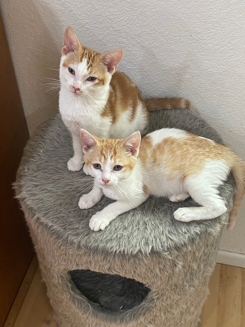 Enlarge Timon (Female ?), a Adopted mixed breed in Elk Grove, CA image 5/10