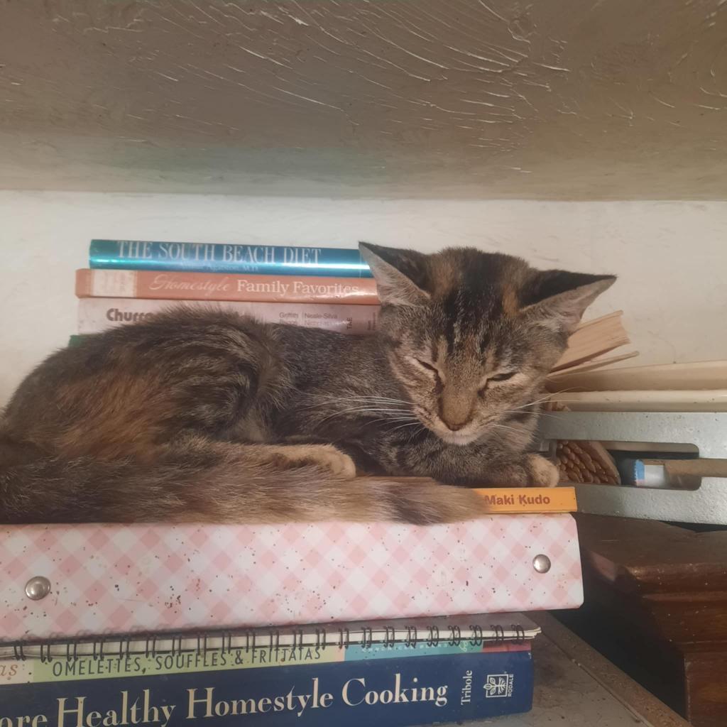 Kalista, Adoptable, Adult Female Domestic Short Hair.