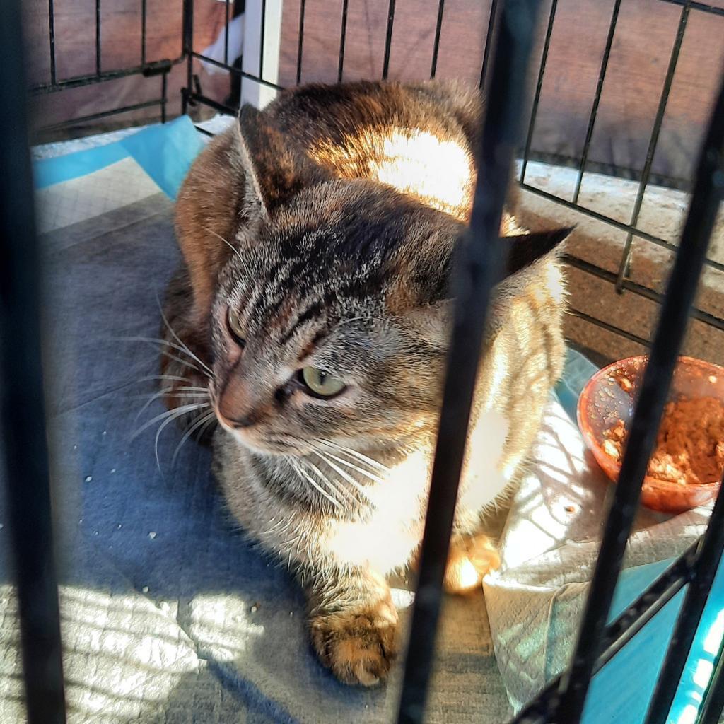 Enlarge Kalista, a Adoptable Domestic Short Hair in Casa Grande, AZ image 3/6