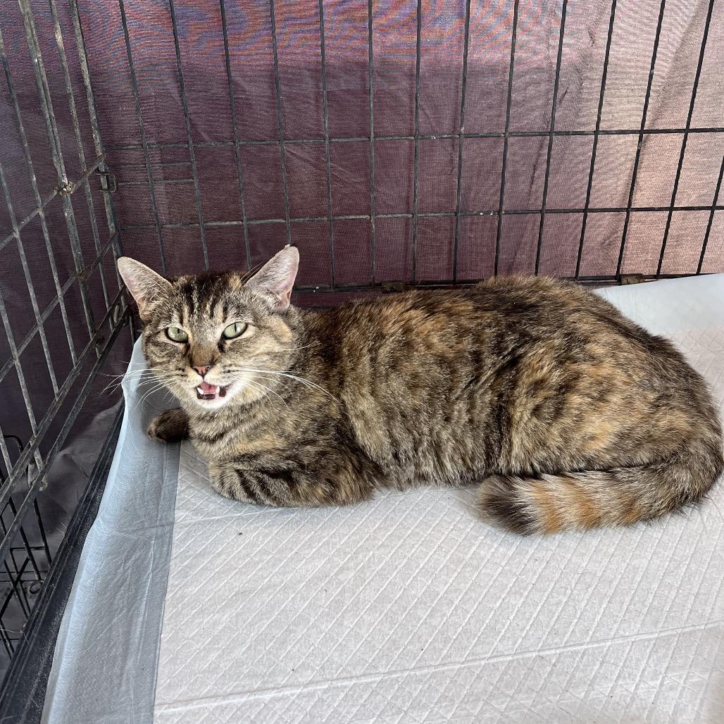 Enlarge Kalista, a Adoptable Domestic Short Hair in Casa Grande, AZ image 4/6