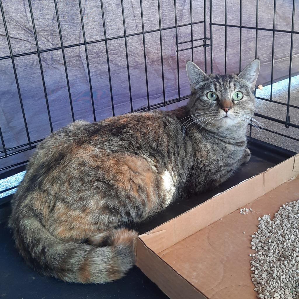 Enlarge Kalista, a Adoptable Domestic Short Hair in Casa Grande, AZ image 5/6