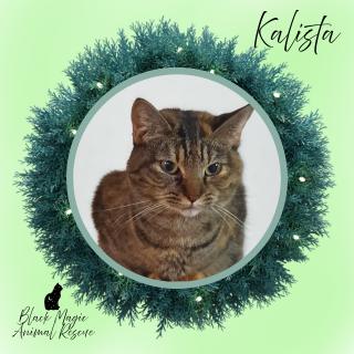 Enlarge Kalista, a Adoptable Domestic Short Hair in Casa Grande, AZ image 6/6