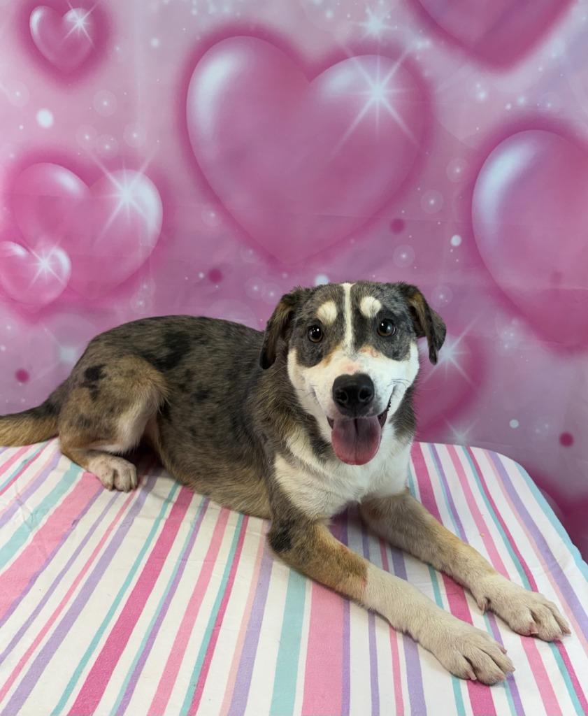 Enlarge Mary Puppins, a Adoptable mixed breed in Nacogdoches, TX image 1/3