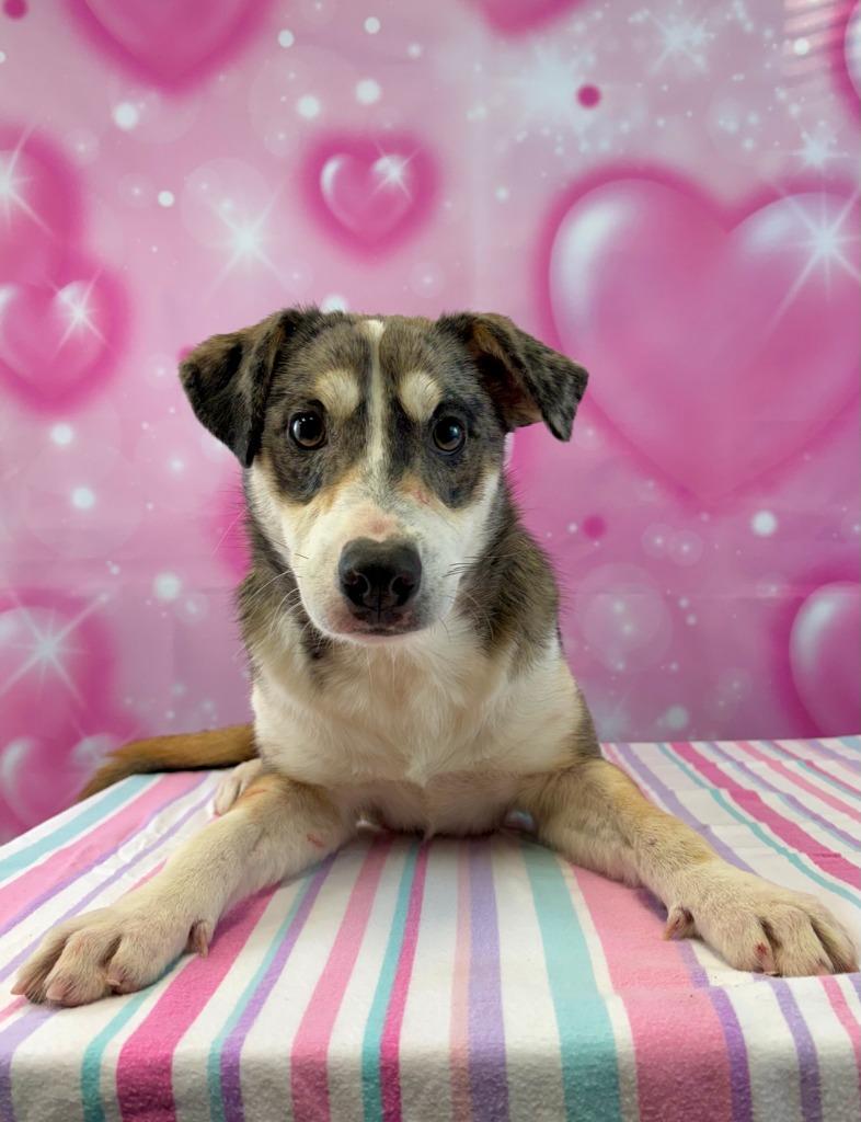 Enlarge Mary Puppins, a Adoptable mixed breed in Nacogdoches, TX image 2/3