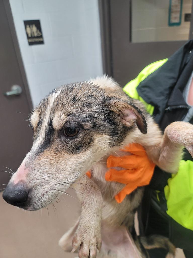 Mary Puppins, Adoptable, Puppy Female Shepherd.