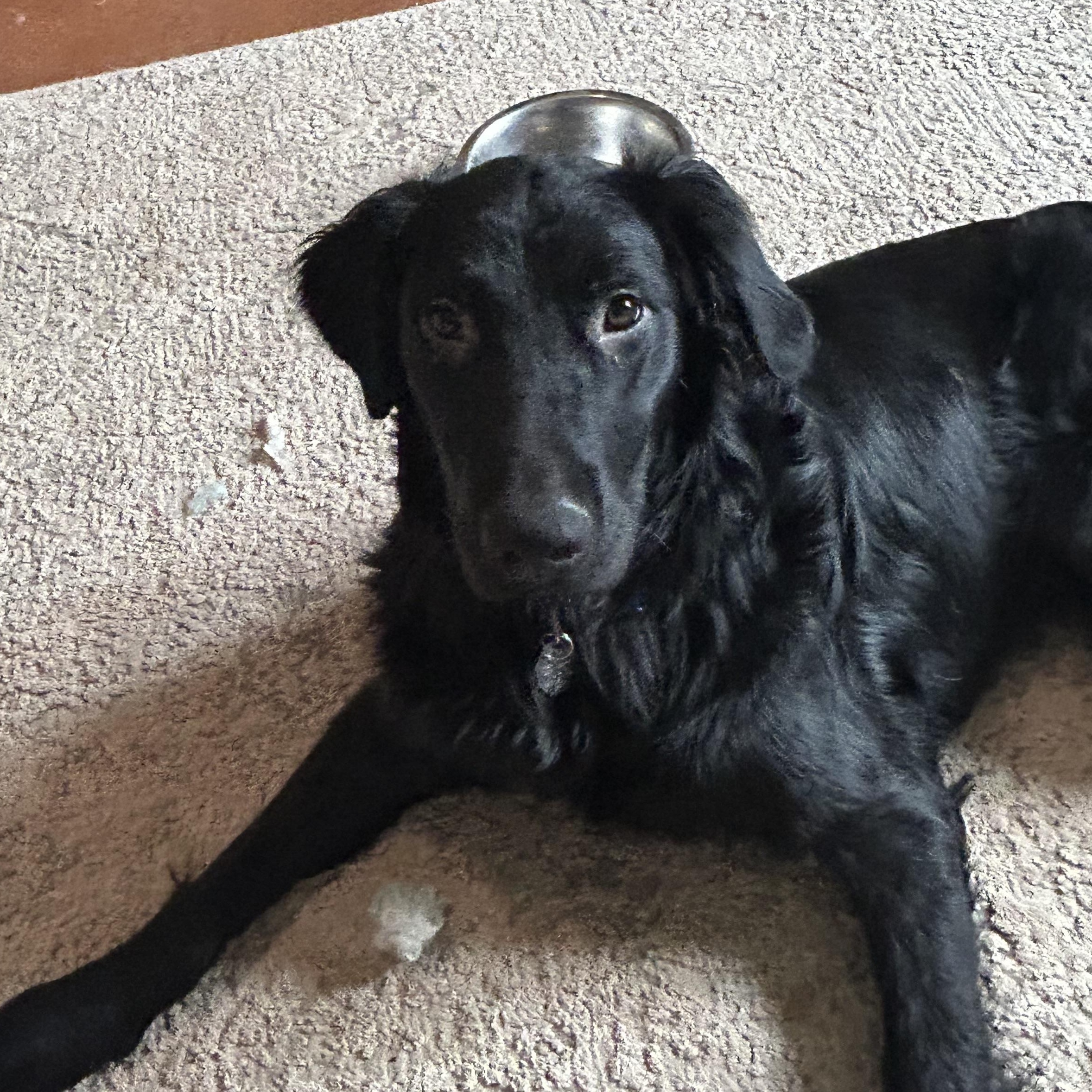 Enlarge KEEGAN, an adopted Labrador Retriever in Broken Arrow, OK image 2/2