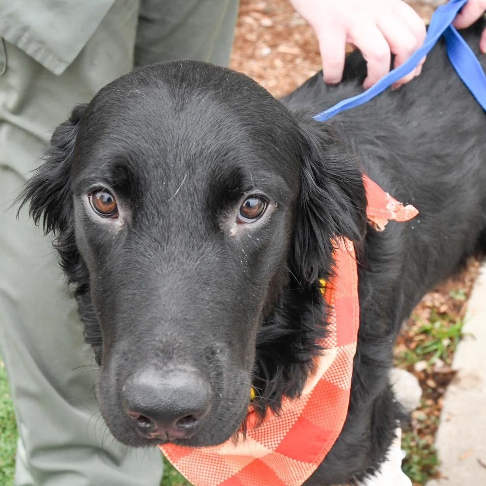 Enlarge KEEGAN, an adopted Labrador Retriever in Broken Arrow, OK image 1/2