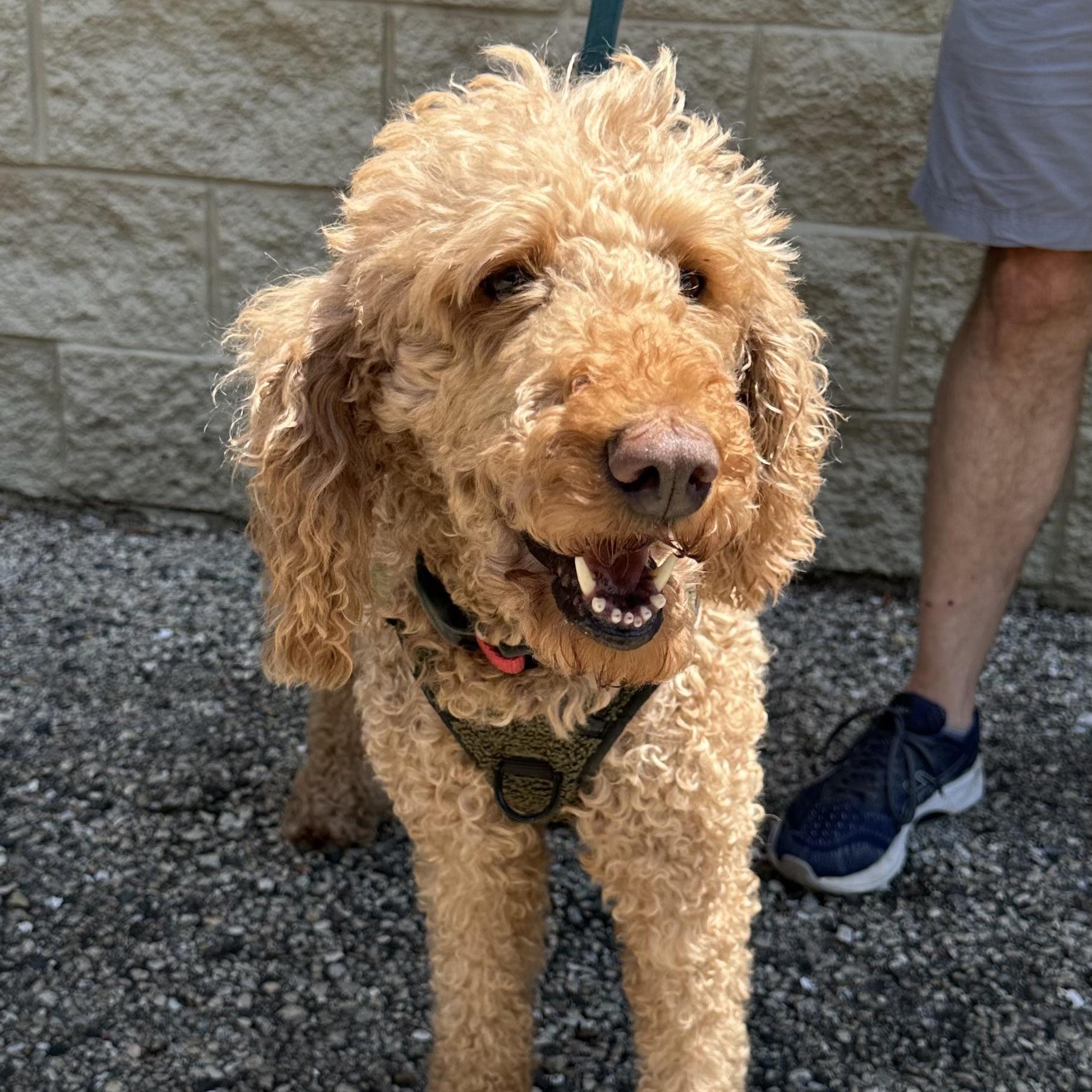 Elka, ADOPTABLE, Adult Female Standard Poodle.