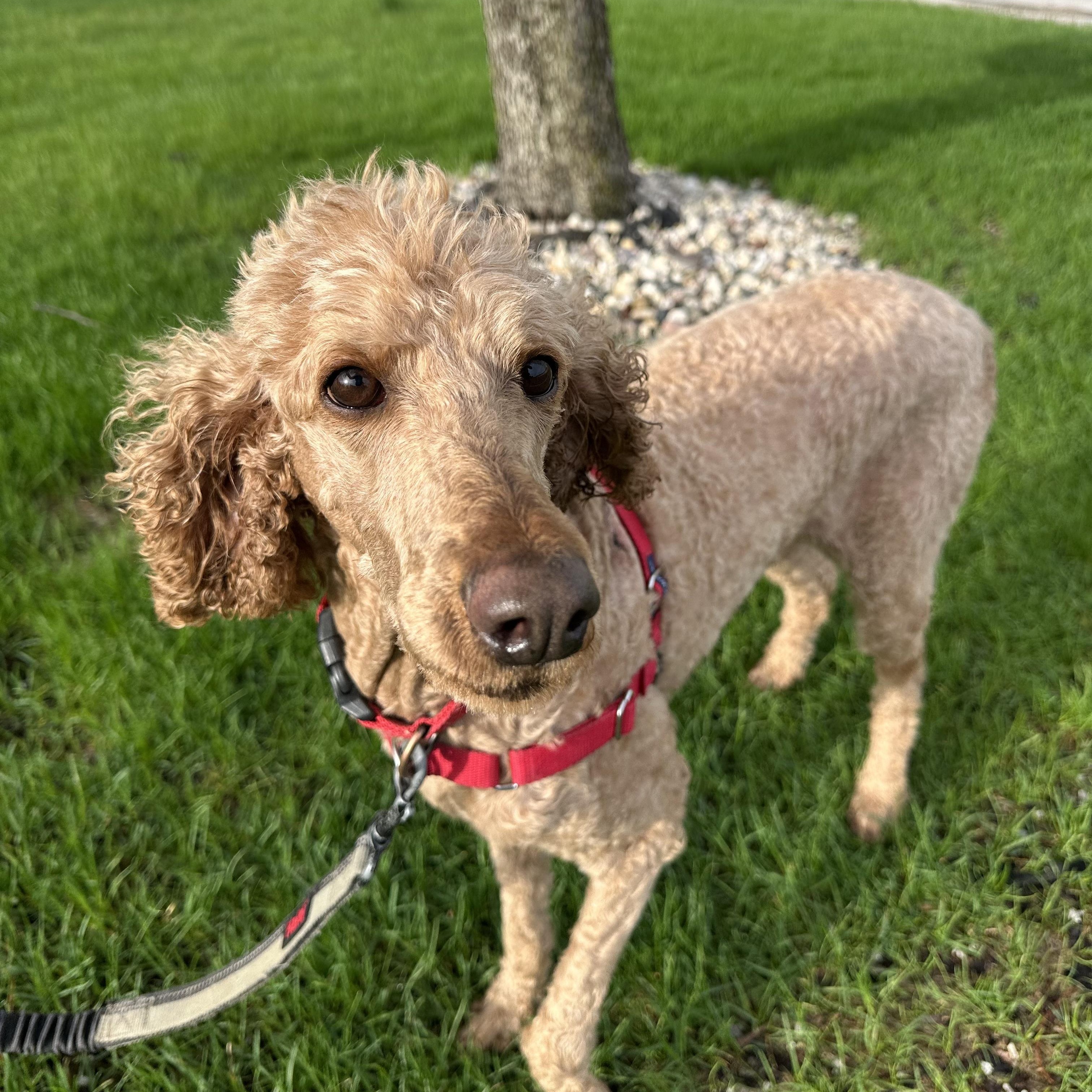 Elka, a ADOPTABLE Standard Poodle in Hartland, WI image 4/6