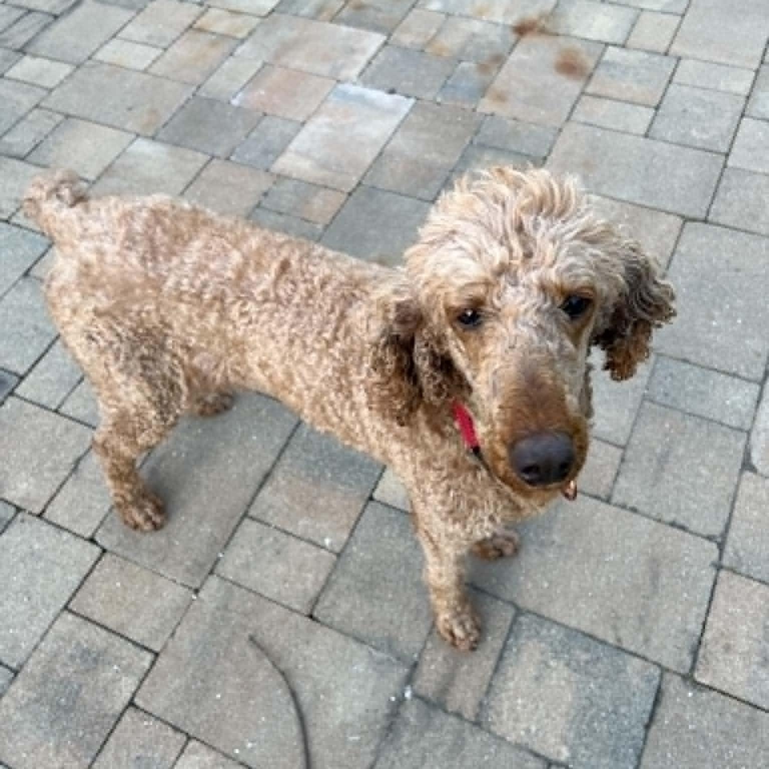 Elka, ADOPTABLE, Adult Female Standard Poodle.