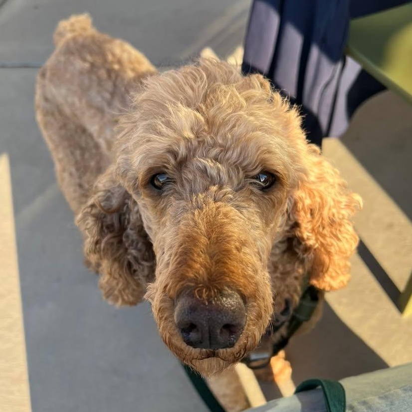 Elka, a ADOPTABLE Standard Poodle in Hartland, WI image 2/6