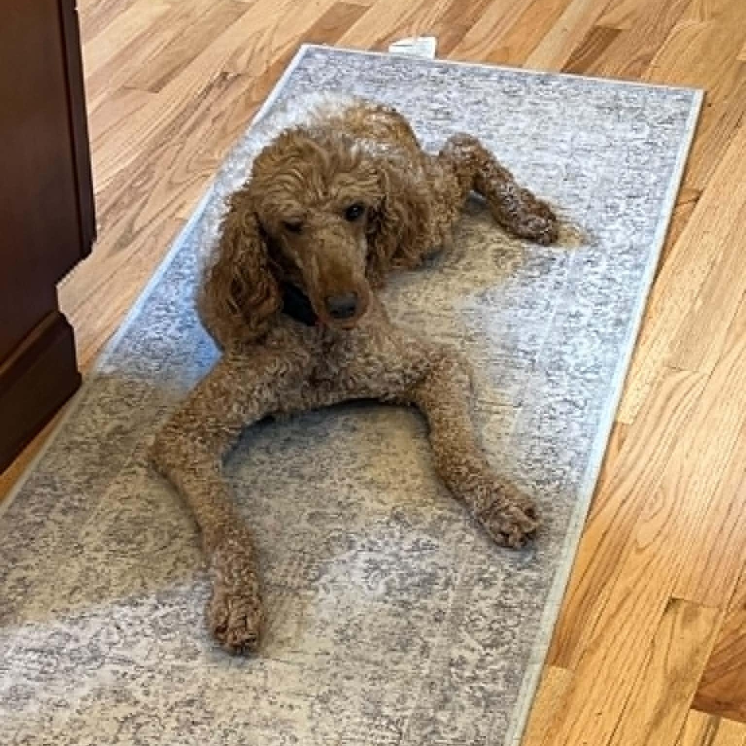Elka, a ADOPTABLE Standard Poodle in Hartland, WI image 3/6