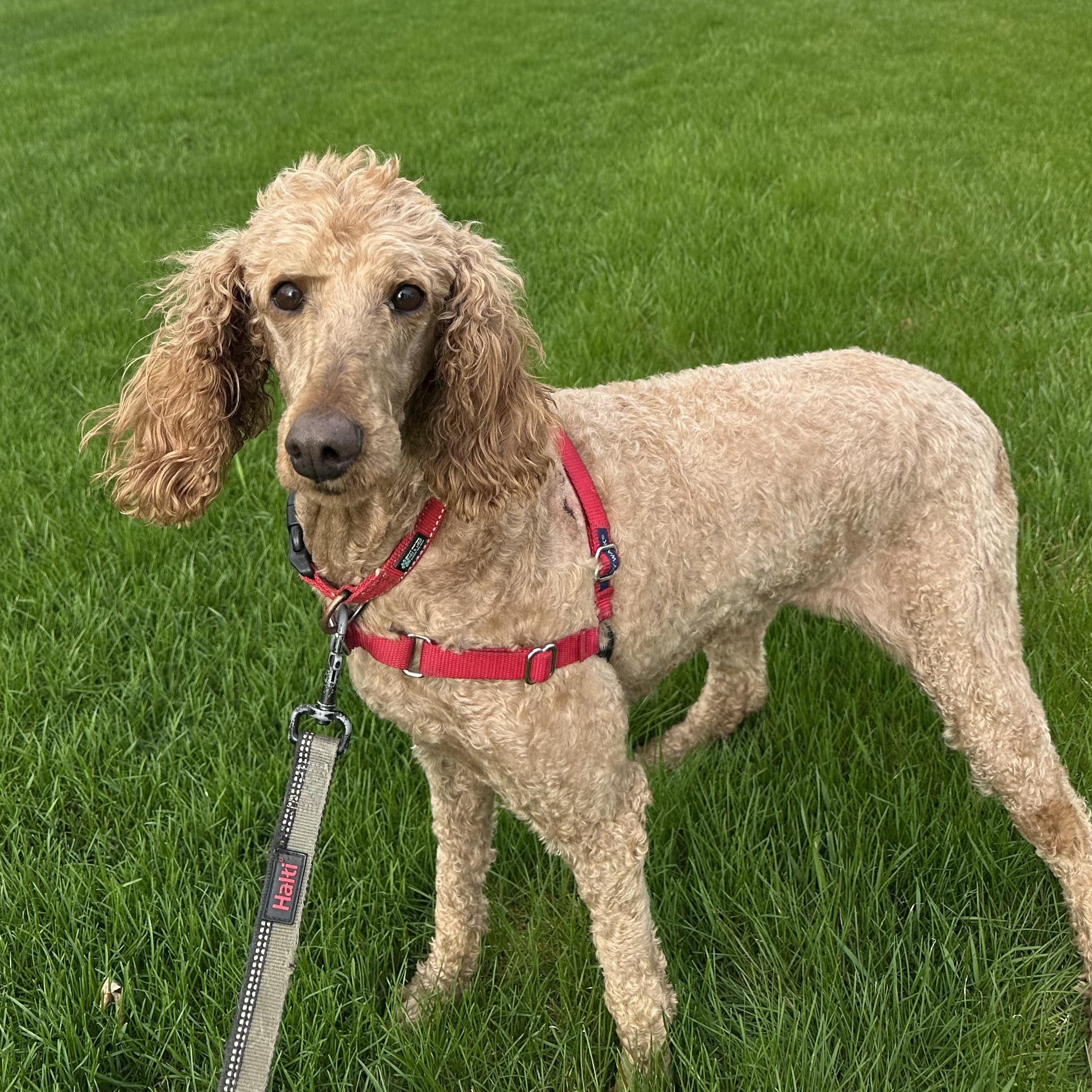 Elka, a ADOPTABLE Standard Poodle in Hartland, WI image 5/6