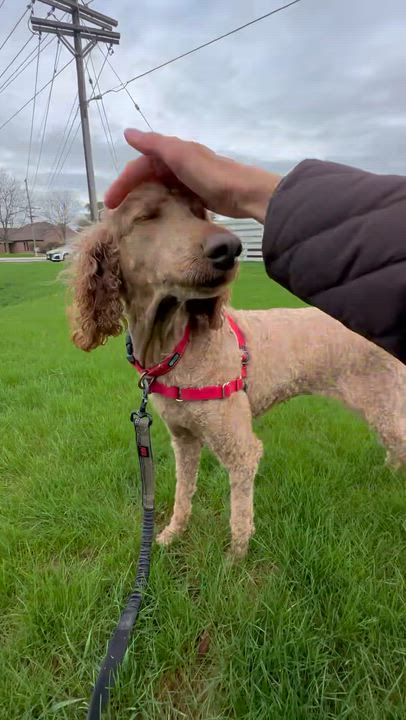 Enlarge Elka, a ADOPTABLE Standard Poodle in Hartland, WI video 6/6