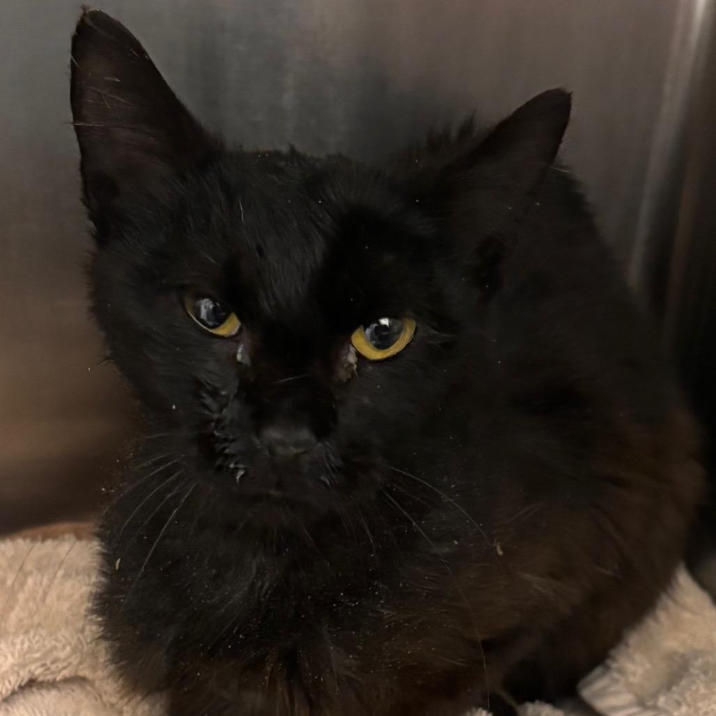 Stallone, Adoptable, Adult Male Domestic Short Hair.