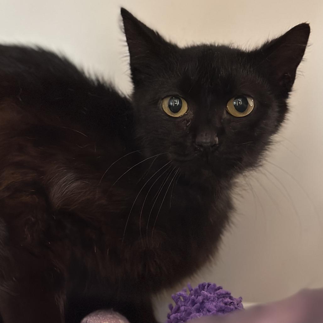 Stallone, a Adoptable Domestic Short Hair in Matteson, IL image 2/6