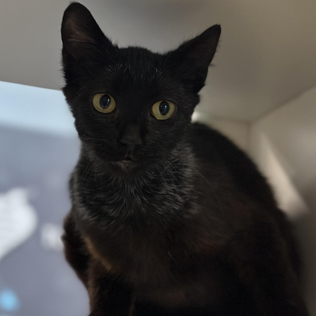 Stallone, a Adoptable Domestic Short Hair in Matteson, IL image 3/6