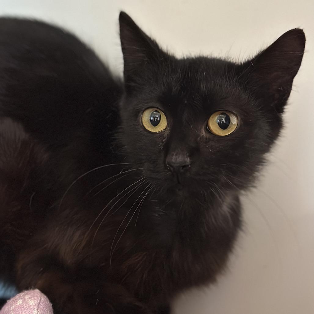 Stallone, a Adoptable Domestic Short Hair in Matteson, IL image 4/6