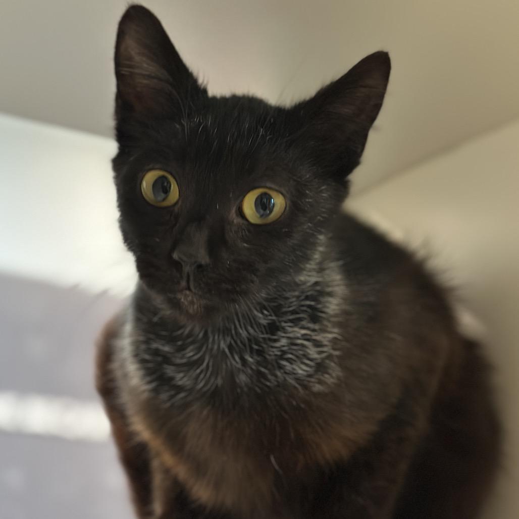 Stallone, a Adoptable Domestic Short Hair in Matteson, IL image 5/6