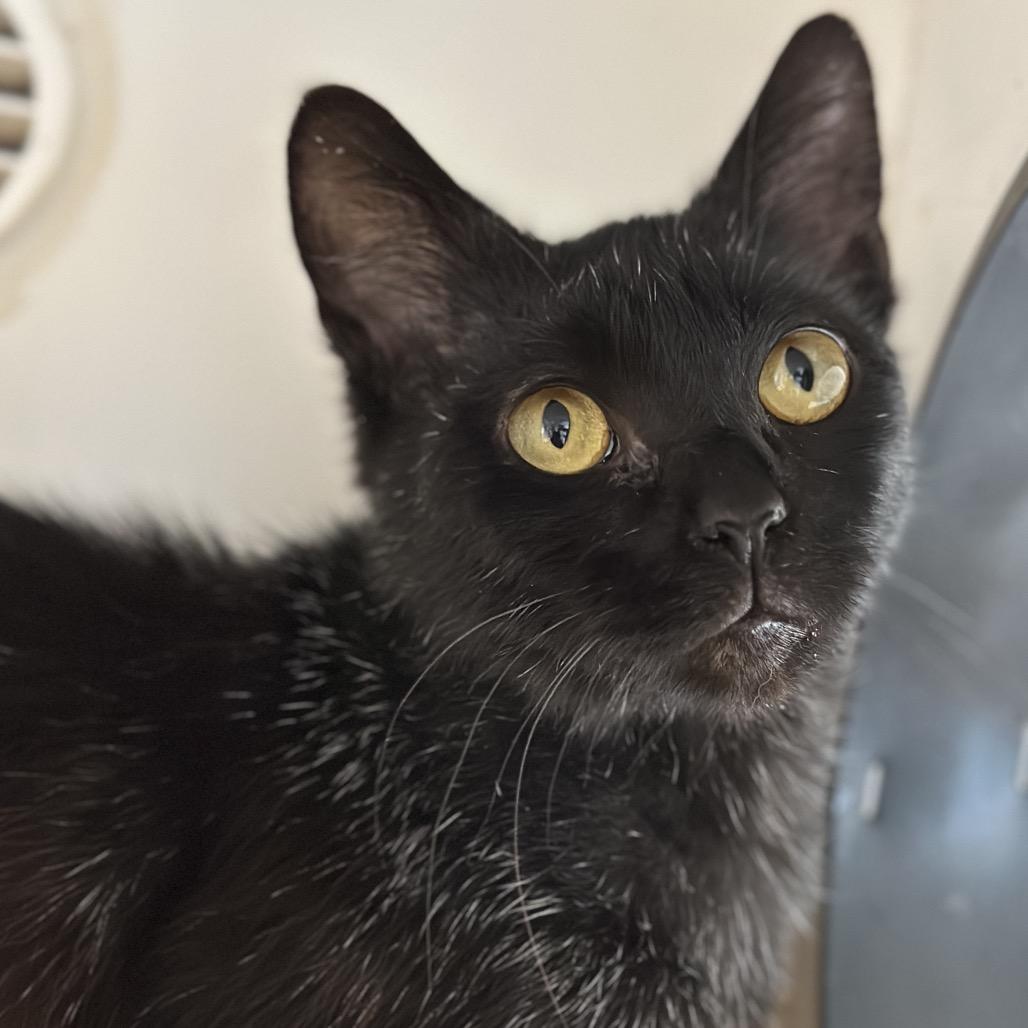 Stallone, a Adoptable Domestic Short Hair in Matteson, IL image 5/6