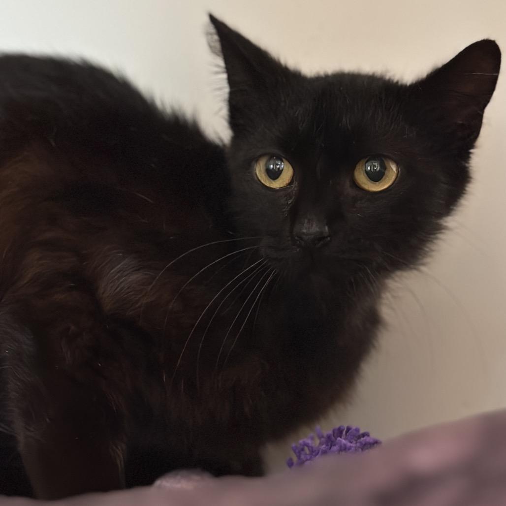 Stallone, a Adoptable Domestic Short Hair in Matteson, IL image 6/6
