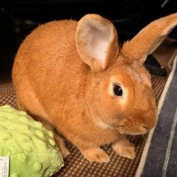 Caramel, Adoptable, Young Male Bunny Rabbit.