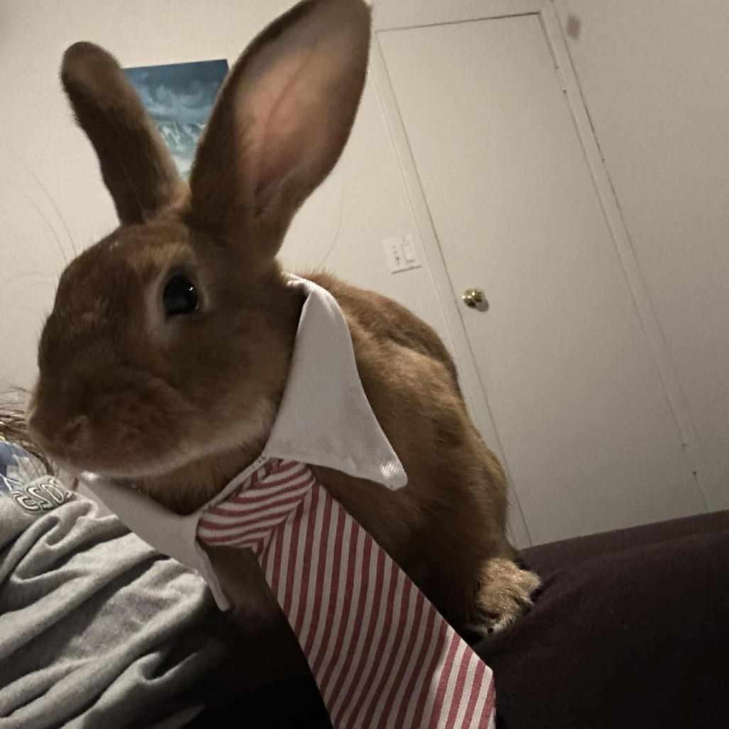 Enlarge Caramel, a Adoptable Bunny Rabbit in Hampton Bays, NY image 3/6