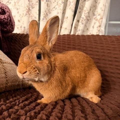 Enlarge Caramel, a Adoptable Bunny Rabbit in Hampton Bays, NY image 4/6