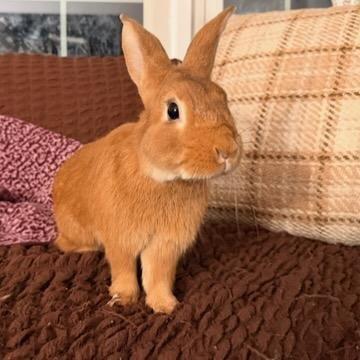 Enlarge Caramel, a Adoptable Bunny Rabbit in Hampton Bays, NY image 5/6