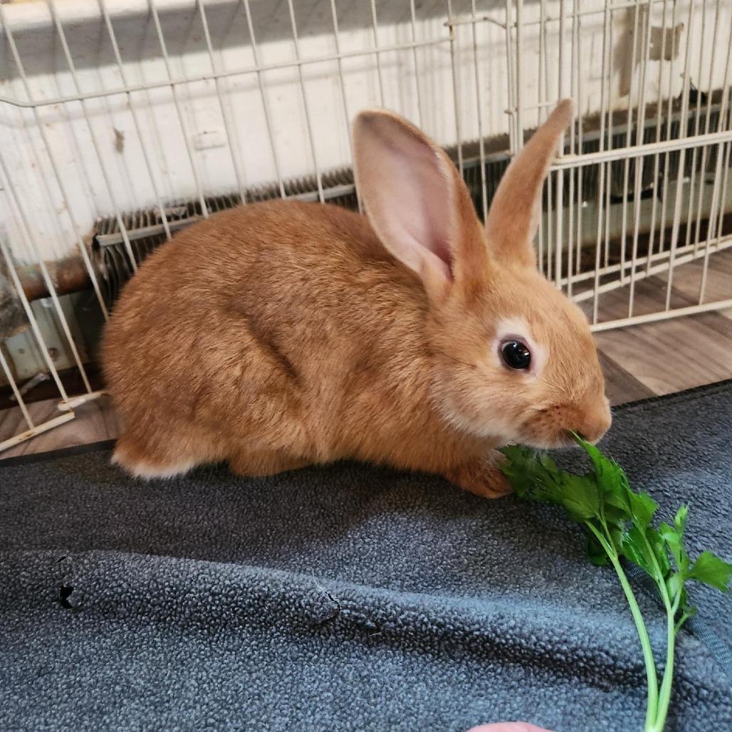 Enlarge Caramel, a Adoptable Bunny Rabbit in Hampton Bays, NY image 6/6