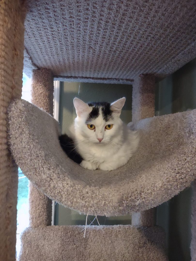 Olive, Adoptable, Adult Female Domestic Short Hair.