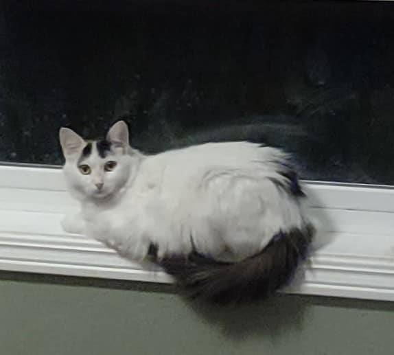 Olive, a Adoptable Domestic Short Hair in Eugene, OR image 2/2