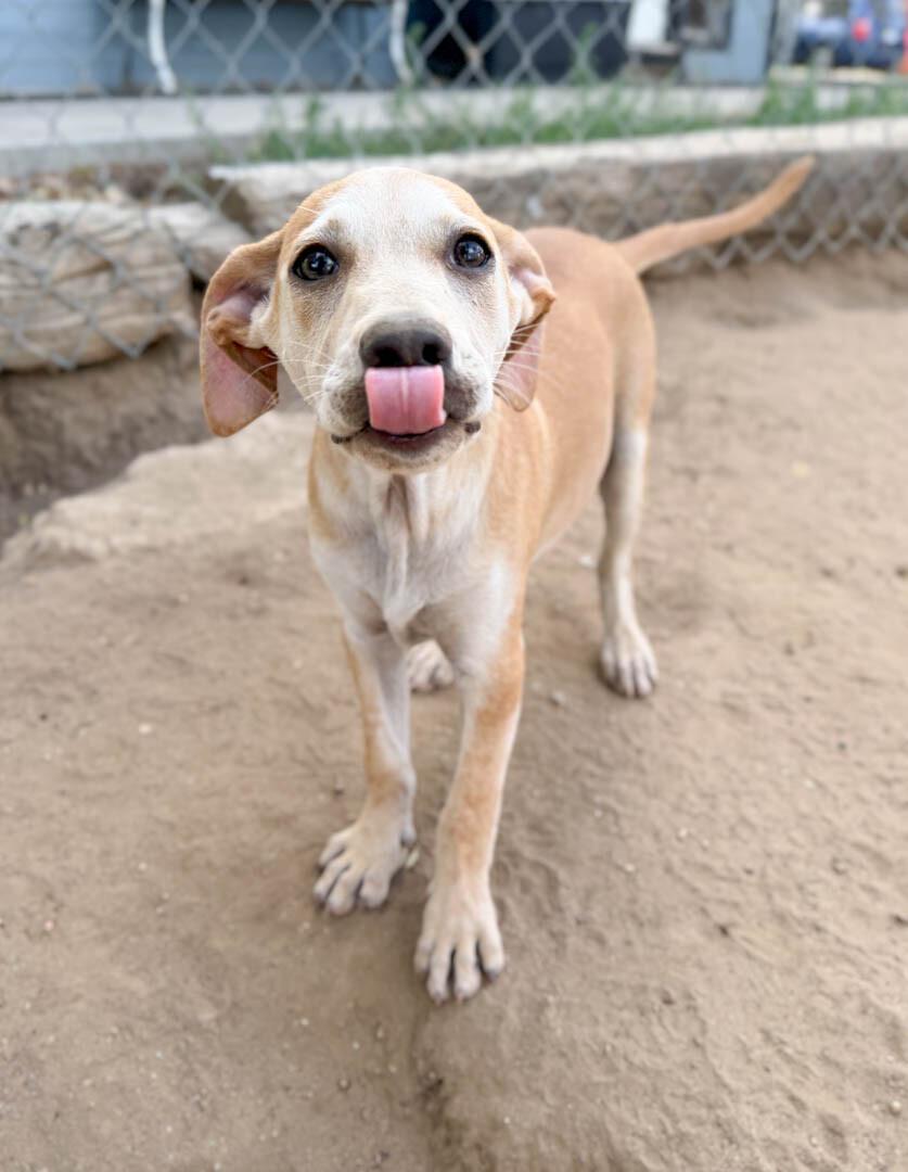 Enlarge Phoenix, a Adoptable mixed breed in Windsor, CO image 1/4