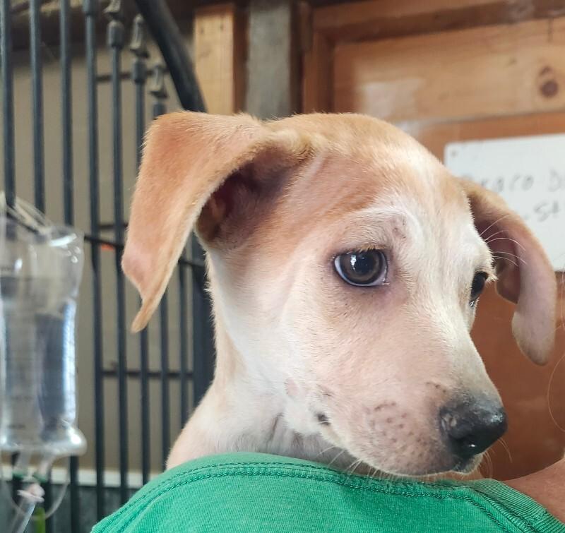 Enlarge Phoenix, a Adoptable mixed breed in Windsor, CO image 2/4