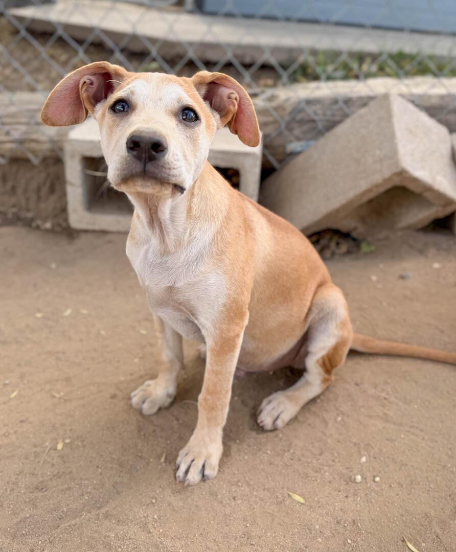 Enlarge Phoenix, a Adoptable mixed breed in Windsor, CO image 3/4