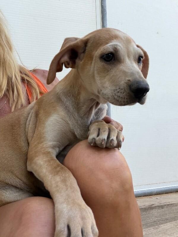 Enlarge Phoenix, a Adoptable mixed breed in Windsor, CO image 4/4