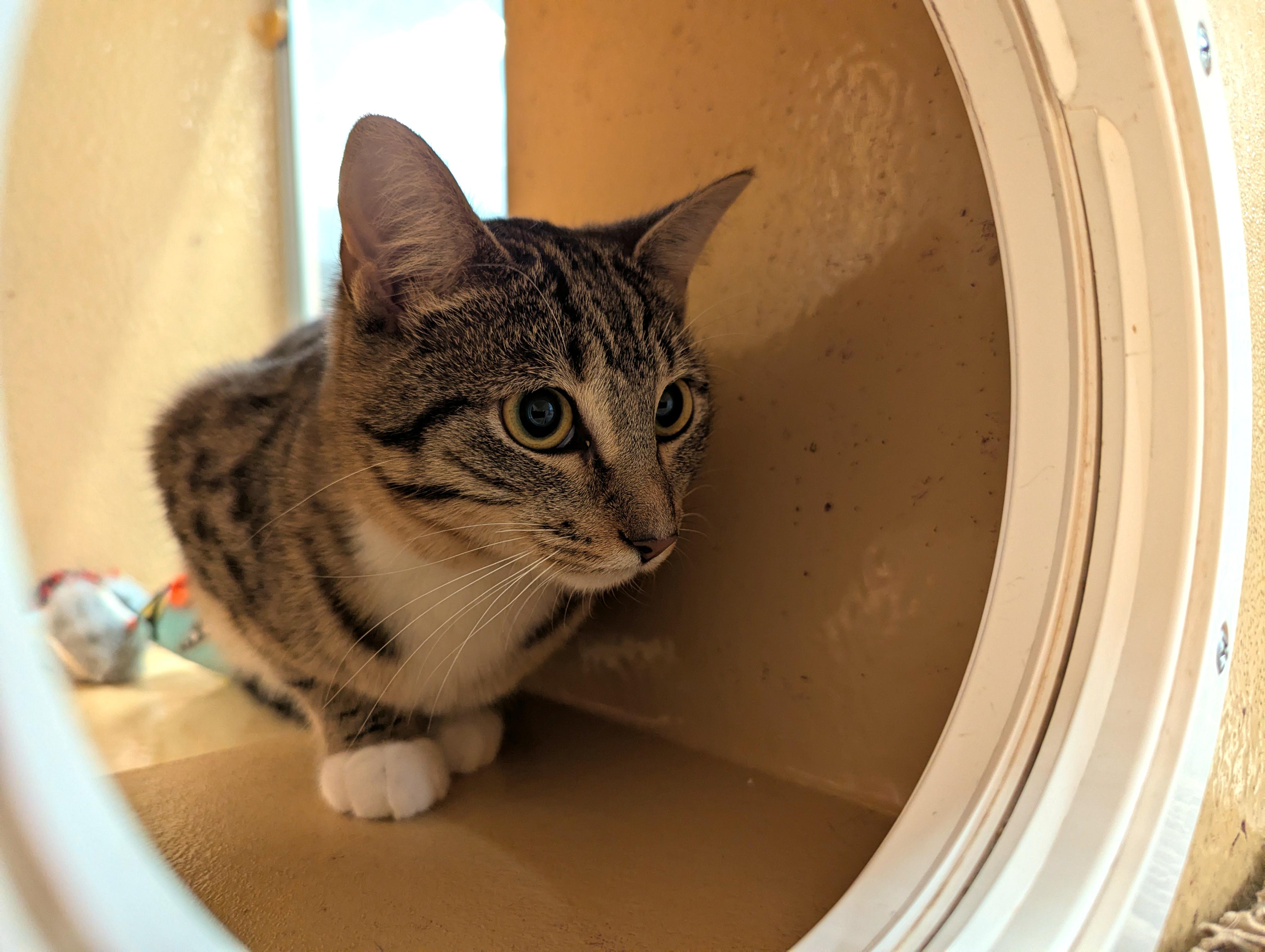 Spring, a Adoptable Domestic Short Hair in Flowood, MS image 2/2