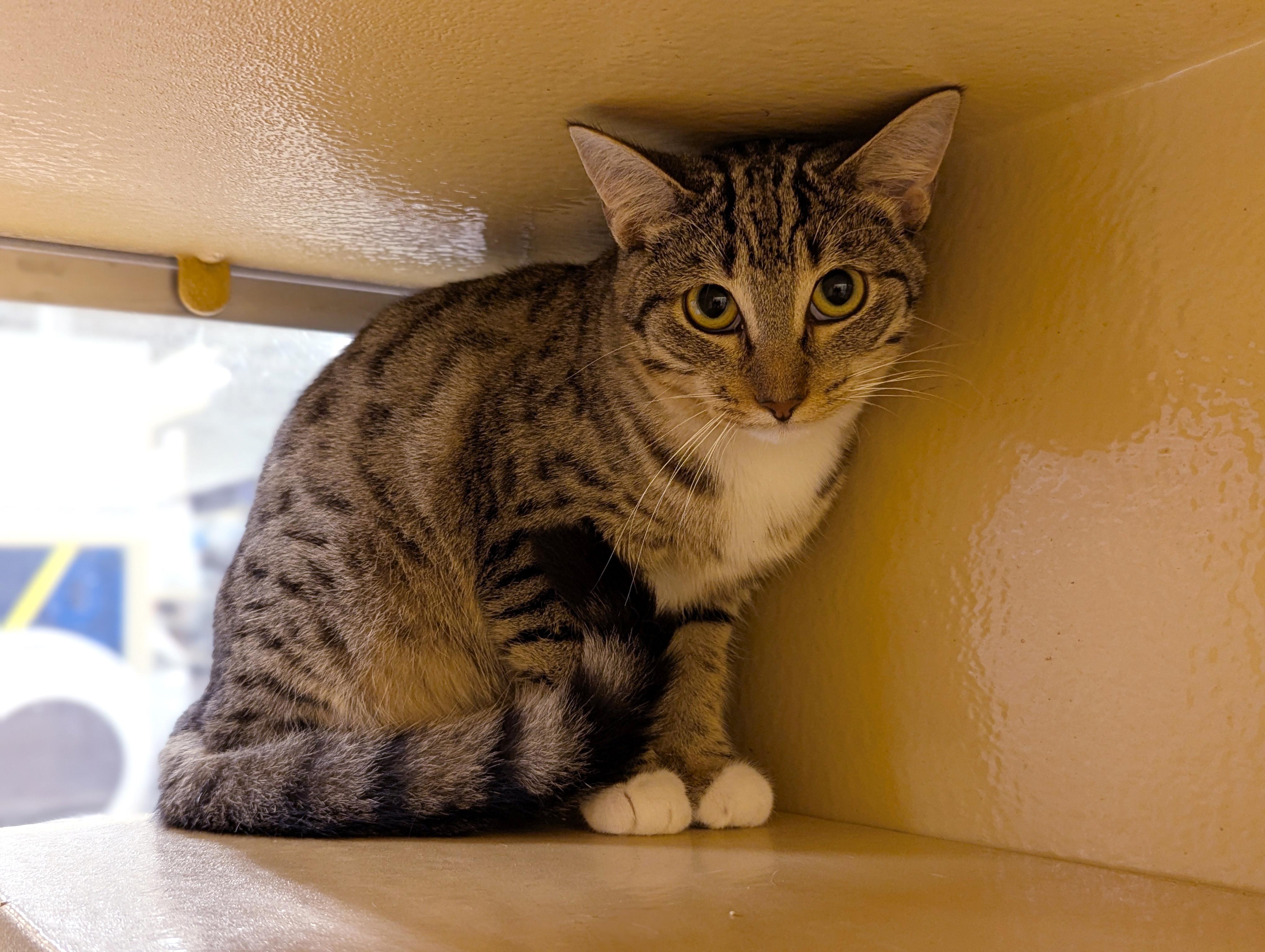 Spring, Adoptable, Young Female Domestic Short Hair.