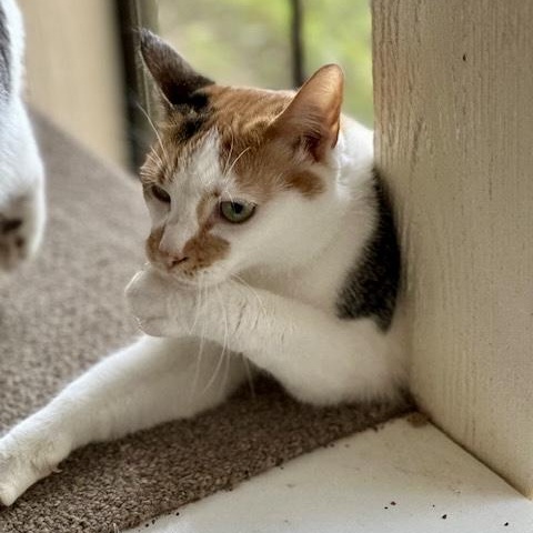 Enlarge Margarine, a Adoptable Calico in Memphis, TN image 5/6