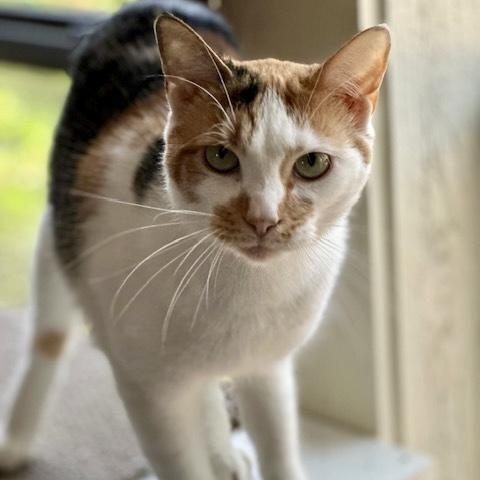Enlarge Margarine, a Adoptable Calico in Memphis, TN image 1/6
