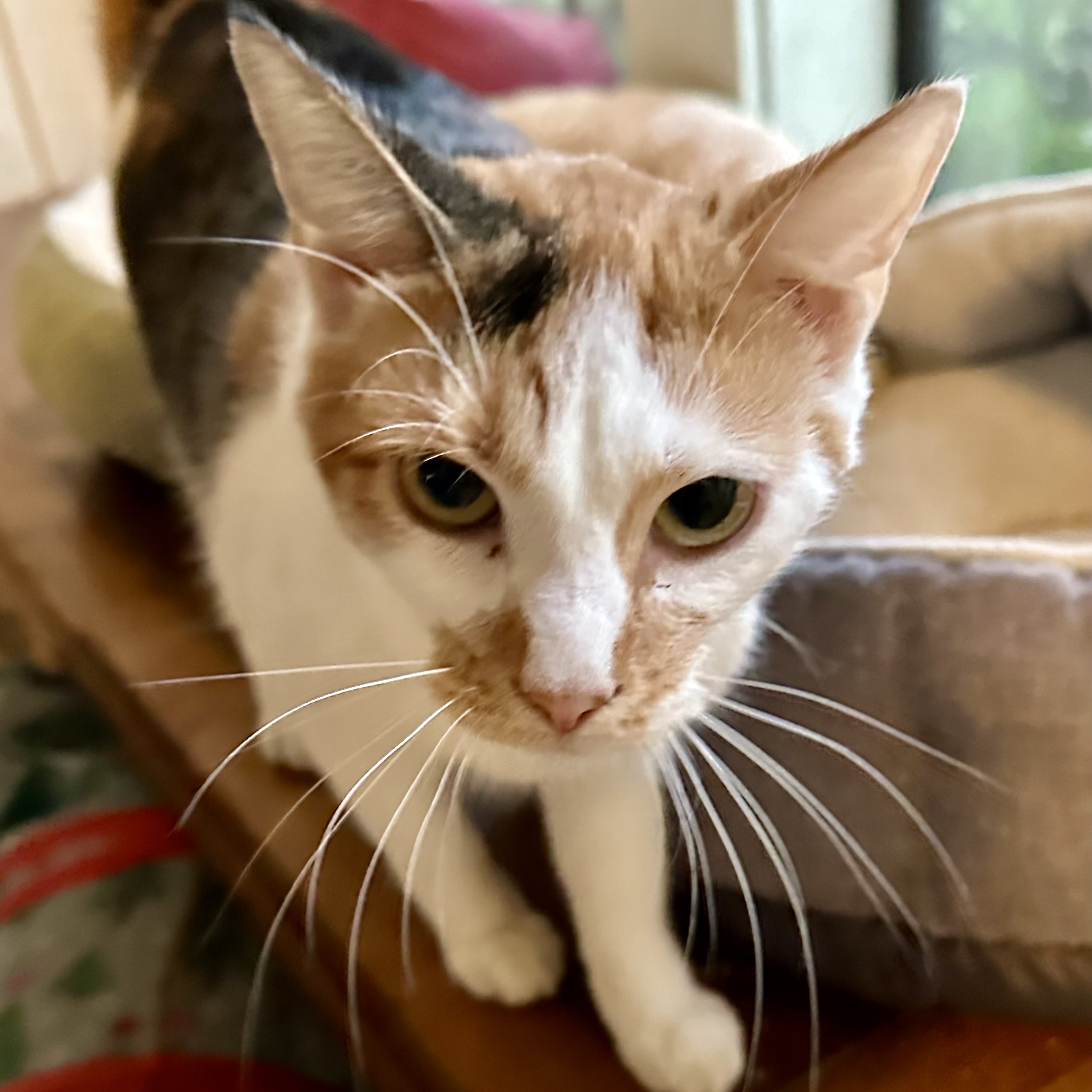 Enlarge Margarine, a Adoptable Calico in Memphis, TN image 6/6