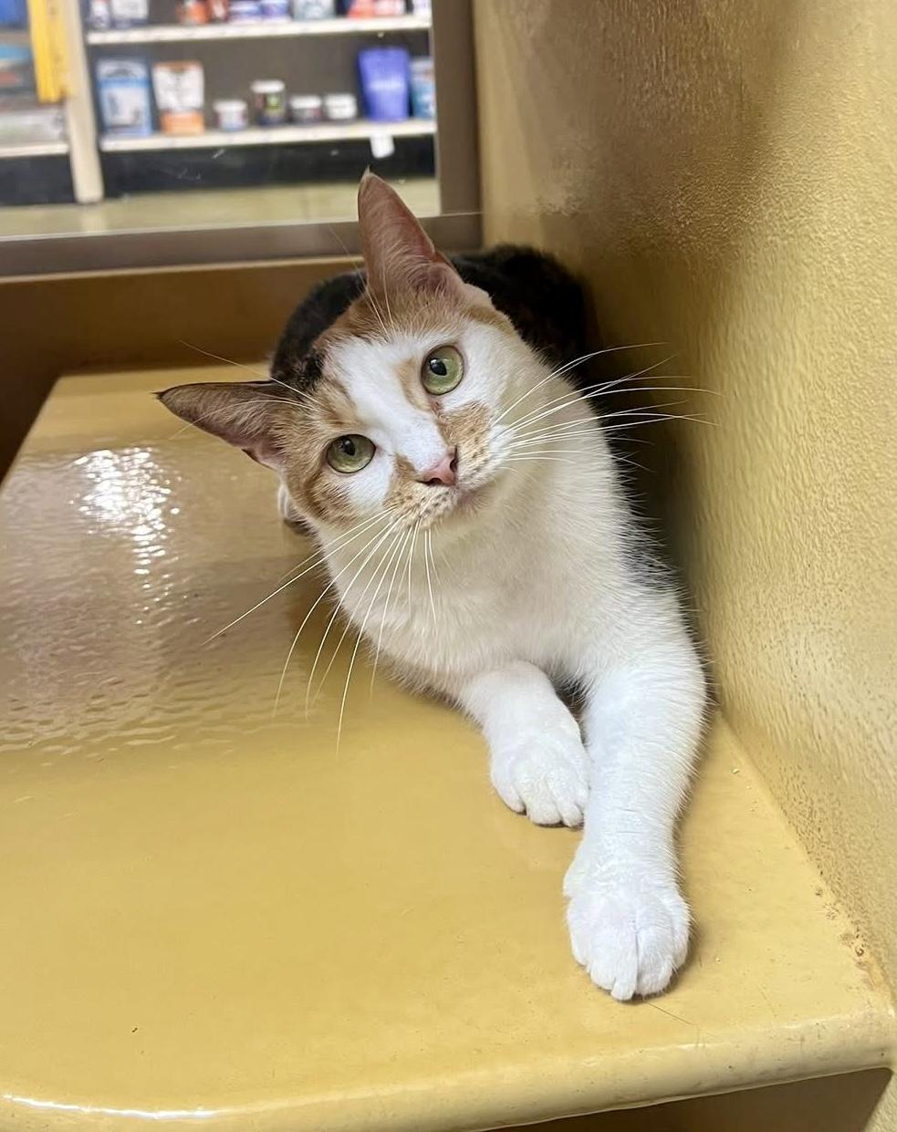 Enlarge Margarine, a Adoptable Calico in Memphis, TN image 2/6